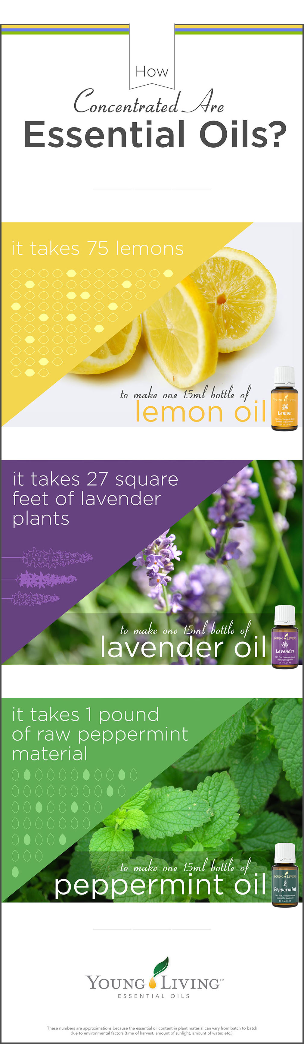Young Living Essential Oils - How Concentrated Oils Are; For each 15ml bottle it takes: 75 lemons; 27 square feet of lavender plants; 1 pound of peppermint material.